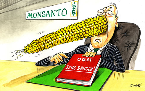 Las mentiras de Monsanto sobre el maíz Transgénico