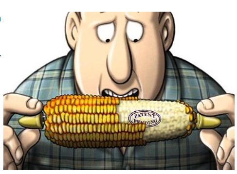 El maíz transgénico de Monsanto es un veneno