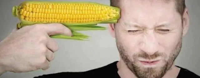 Usar o no el maíz transgénico de Monsanto?